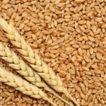 wheat