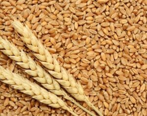 India allows export of additional 25 lakh metric tonnes of wheat to support farmers