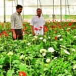 India, ADB sign $98 million loan to promote plant health management in horticulture