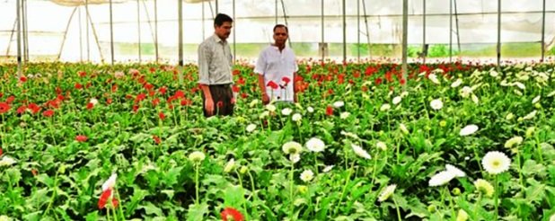 India, ADB sign $98 million loan to promote plant health management in horticulture