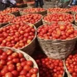 Tomato price fallen over 22 per cent in a month