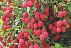 बिहार की लीची फसल पर संकट, केंद्र ने बनाई विशेषज्ञ समिति