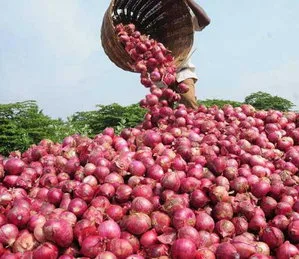 Govt to Release Onion Buffer Stock from September to Keep Prices Stable
