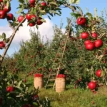 Apple_Season India Horticulture