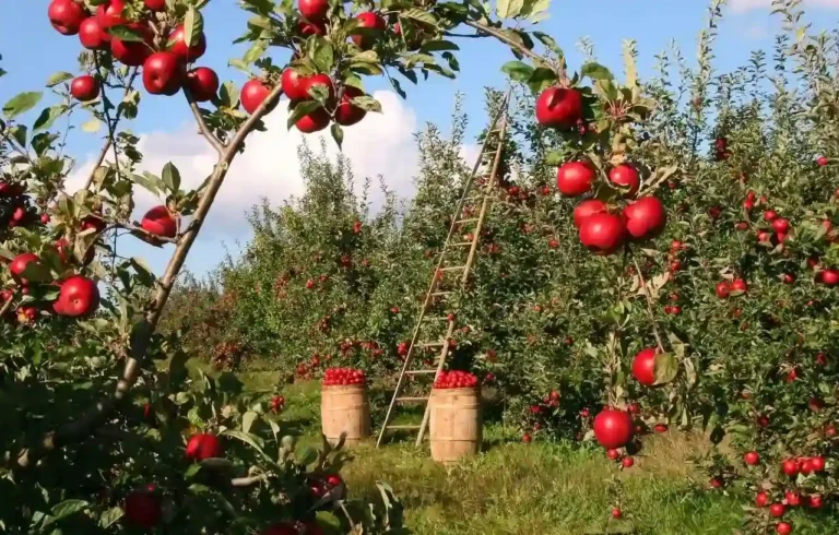 Apple_Season India Horticulture