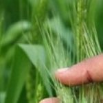 cropped-rabi-crop-wheat.jpg