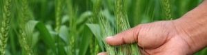 cropped-rabi-crop-wheat.jpg