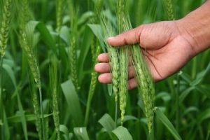 rabi crop wheat