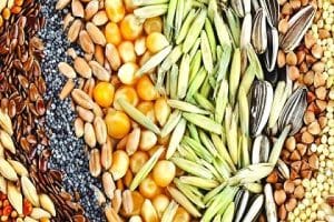 Govt establishes National seed reserve of 1.74 lakh quintals to ensure seed availability to farmers