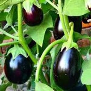 The King of  the Vegetable Basket: How India’s Humble Brinjal Ruled The World